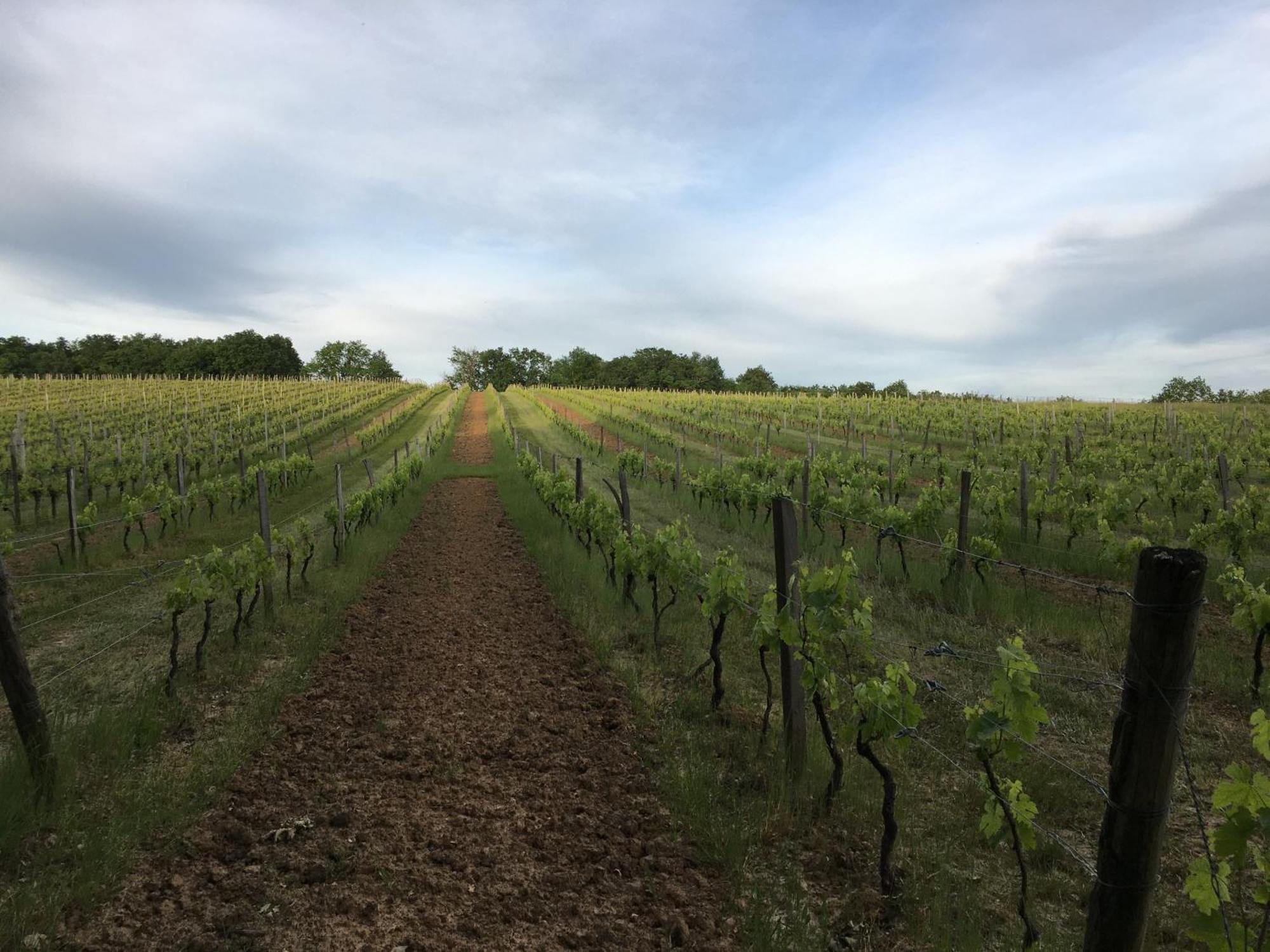 Chateau Masburel Fougueyrolles エクステリア 写真