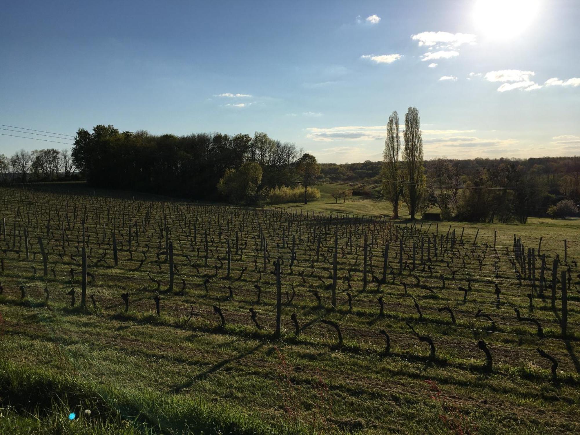 Chateau Masburel Fougueyrolles エクステリア 写真